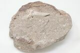 Otodus Shark Tooth Fossil in Rock - Eocene #201174-2